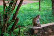 A monkey sitting on a stone wall in Sigiriya, Sri Lanka.