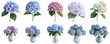 © Sun - Hydrangea group png transparent with no background for sample presentation.