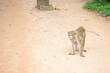 A monkey in Sigiriya, Sri Lanka.