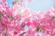 Apple tree blossom, flowers with elegant pink petals blooming in spring fabulous green garden, mysterious fairy tale springtime floral nature landscape with cherry bloom on blue sky background.