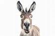 Donkey Smiling on White Background