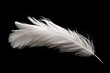 Light and Fluffy White Feather - Isolated Bird Plume Object with Smooth Curled Shape