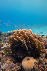 Wall Mural - Colorful, picturesque coral reef at the sandy bottom of tropical sea, hard corals, underwater landscape