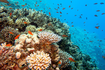 Wall Mural - Colorful, picturesque coral reef at the bottom of tropical sea, hard corals and fishes Anthias, underwater landscape