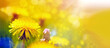 Löwenzahn Pusteblume auf einer Wiese im Sonnenlicht 