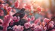 Bird on a branch of a blossoming sakura in spring.