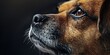 dog close-up portrait Generative AI