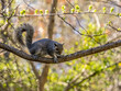 Close up of a Squirrel looking at the camera on a branch in the woods 
