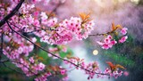 Fototapeta Natura - 鮮やかなピンク色の桜のポートレート