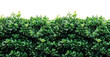 Lush green hedge trimmed, cut out - stock png.