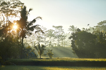 Wall Mural - A palm grove with mountains in the background in the smoke at sunset on a tropical island.