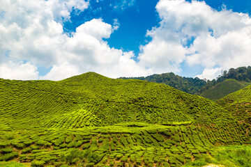 Canvas Print - Beautiful Tea plantations