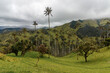 Palmen im Nebel im Tal von La Carbonera, Kolumbien