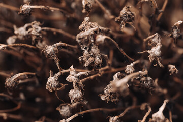 Wall Mural - Autumn background. Closeup macro dry plant. Brown color autumn season texture. Dead plant dry leaf.