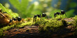 Black ants in a forest on a sunny day