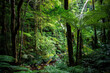 © Jakub - unique native vegetation in gondwana rainforest - lamington national park, albert river circuit; tree ferns in dense jungle near birsbane and gold coast, australia