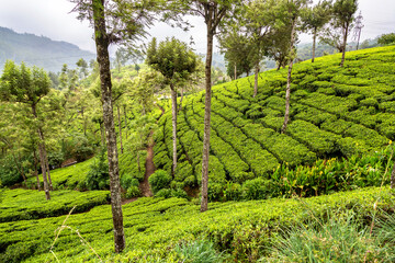 Canvas Print - Tea plantations in Sri Lanka