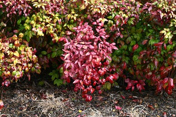 Poster - Horticultural variety of Nandina domestica. In Japan, it is called Otafukunanten. Berberidaceae evergreen shrub. Beautifully colored leaves in winter.