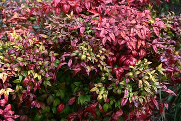 Wall Mural - Horticultural variety of Nandina domestica. In Japan, it is called Otafukunanten. Berberidaceae evergreen shrub. Beautifully colored leaves in winter.