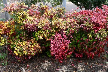 Wall Mural - Horticultural variety of Nandina domestica. In Japan, it is called Otafukunanten. Berberidaceae evergreen shrub. Beautifully colored leaves in winter.