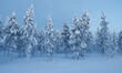 Romantic frozen forrest landscape in north Finland, above the arctic circle, in the Pallas-Yllästunturi National Park, around Muonio