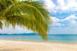 Palm tree branch over beach