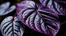 Purple Shamrock Leaf Texture Natural Tropical Leaf Close Up From Generative AI
