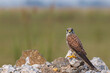 Common Kestrel Bird on a mound looking into the camera