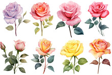 A Collection Of Watercolor Roses Flowers Isolated On Transparent Background.