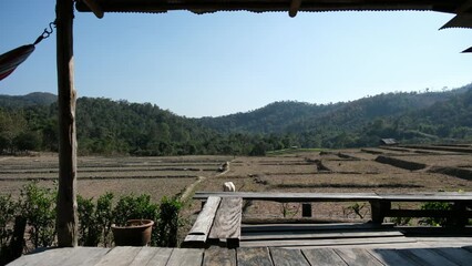 Wall Mural - A herd of cows grazing in the rice field from wooden terrace in rural village