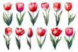 Watercolor illustration material set of red tulips