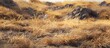 © TheWaterMeloonProjec - A field of dry grass stretches across the foreground, with scattered rocks in the background. The dried vegetation creates a stark backdrop for the rocky terrain beyond.