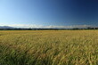郊外の青空と収穫前の田んぼの風景