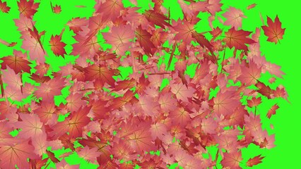 Wall Mural - autumn leaves falling background animation background