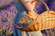 A basket filled with fresh violet flowers on the woman hand, standing in a lavender field.