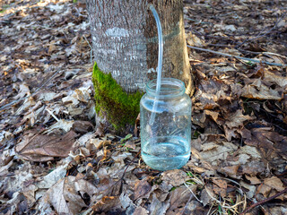 Wall Mural - Collecting maple sap. A maple tree with a plastic tap and a tube through which the tree sap flows. Spring in the forest