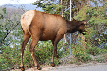 Wall Mural - Elk Eating, Jasper National Park, Alberta