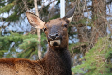 Wall Mural - Elk Looking At Us, Jasper National Park, Alberta