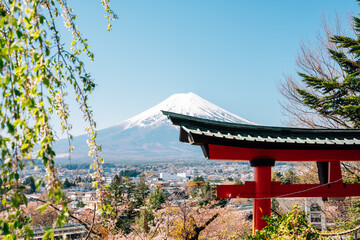 Wall Mural - Arakurayama Sengen Park Shrine Torii gate and Fuji Mountain at spring in Yamanashi, Japan