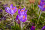 Fototapeta Las - Krokusy i pszczoła.