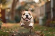 English Bulldog Running and Jumping in Backyard