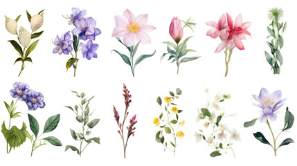 Wall Mural - set of watercolor wildflowers painting isolated on clear png background and transparent background. 