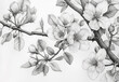 Blooming sakura branch painted in pencil white background. Black and white sketch art of apple blossoms.
