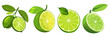 Lime, different versions, transparent vector illustration or white background, isolated