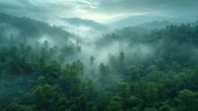 A Forest Filled With Lots Of Green Trees Covered In A Blanket Of Fog And Smoggy Clouds Above A Forest Filled With Lots Of Green Trees Covered In Fog.