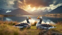 Two Andean Geese Resting In A Landscape Composed For A Lake And Grass At Sunset In Palcamayo Tarma Junin Peru