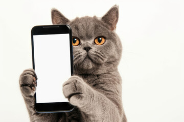 British Shorthair Cat Sitting Upright While Holding a Blank Smartphone Screen Up Towards the Camera Against a Clean White Background, Expressing Curiosity and Technology Enthusiasm Concept