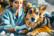 A close-up shot of an ailing dog receiving medical care in an animal hospital, with a blurred background of a female veterinarian examining the dog's symptoms.