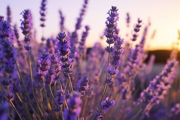  Southern France Italy lavender Provence field blooming violet flowers aromatic purple herbs plants nature beauty perfume aroma summer garden blossom botanical scent fragrance meadow rustic country