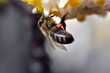 Biene an einem Japanischen Papierbusch